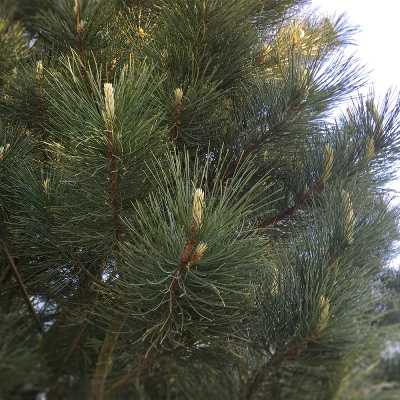 Siperiansembra Pinus cembra Kekkilä